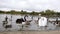 Mute swans preening its white feathers in the pond.