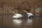 Mute Swans running on a pond