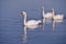 Mute swans swimming