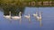 Mute swans swimming