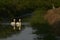 Mute Swans swimming on the Somerset levels in England