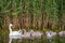 Mute white Swan with chicks