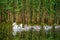 Mute white Swan Cygnus with chicks i