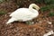 Mute white swan and eggs