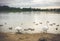 Mute white swans in lake