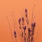 Muted Lavender Flowers On Orange Background - Minimalist Floral Composition