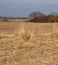 Muted Winter Colors of Gold and Auburn Dominate This Rural Scene