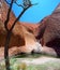 Mutitjulu Waterhole Uluru