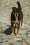 Mutt dog standing on cobblestone alley