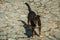 Mutt dog standing on cobblestone alley