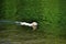 Mutt dog swimming in the Mococa River