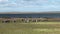 Mutton sheep jumbuck mammal animal on ocean coast of Patagonia.