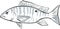 mutton snapper Fish Gulf of Mexico Cartoon Drawing