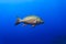 Mutton snapper fish lutjanus analis swimming in blue water