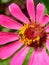 mutualism symbiosis: pink flower with a tiny bee perched on it