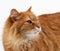 Muzzle adult large fluffy red ginger domestic cat sits sideways