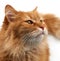 Muzzle adult large fluffy red ginger domestic cat sits sideways