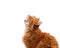 Muzzle adult large fluffy red ginger domestic cat sits sideways