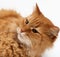 Muzzle adult large fluffy red ginger domestic cat sits sideways on a white background