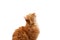 Muzzle adult large fluffy red ginger domestic cat sits sideways on a white background