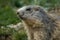 Muzzle of an alert groundhog looking around in the mountains