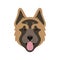 Muzzle of American Akita dog.