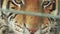 Muzzle of amur tiger close up behind bars panthera tigris altaica