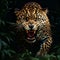 Muzzle angry and beautiful leopard on a black background closeup