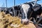 muzzle animal close-up, breed of hornless dairy cows eating silo