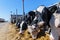 muzzle animal close-up, breed of hornless dairy cows eating silo