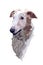 Muzzle of an animal greyhound dog on a white background