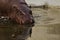 Muzzle of the animal is reflected in the water. Plump little liberian west african hippo pygmy