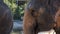Muzzle of asian elephant in zoo park, closeup