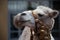 The muzzle of a Bactrian camel with a harness on