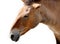 Muzzle of bay (chestnut) wild horse, named Equus przewalskii (Przevalskys horse)