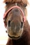 Muzzle beautiful horse in red bridle looks out close