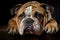 The muzzle of a beautiful purebred bulldog on a dark background