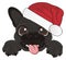 Muzzle of black french bulldog in Santa`s hat