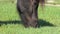 Muzzle of a black horse grazes grass on a lawn in slo-mo