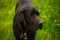 The muzzle of the black Labrador Retriever, the close-up