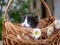 Muzzle black and white funny cute kitten peeks out of a wicker basket