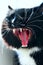 Muzzle of black yawning cat
