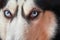Muzzle of blue-eyed Siberian husky close-up. Husky dog looks at camera.
