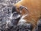 Muzzle boar closeup.Large male bush pigs looking for edible roots going into the ground.