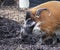 Muzzle boar closeup.Large male bush pigs looking for edible roots going into the ground.