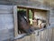 Muzzle of a Brown Horse Facing Out of the Barn\\\'s Opening