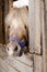 Muzzle of brown pony with white bangs with a blue bridle peeks out of wooden stable