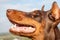 Muzzle brown-and-tan Doberman Dobermann dog. Closeup portrait on blurred grass and sky background. Horizontal