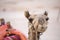 Muzzle camel in Egypt, close up. Animal in desert.