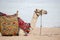 Muzzle camel near red sea on the beach in Sharm el Sheikh. Animal in Egypt.